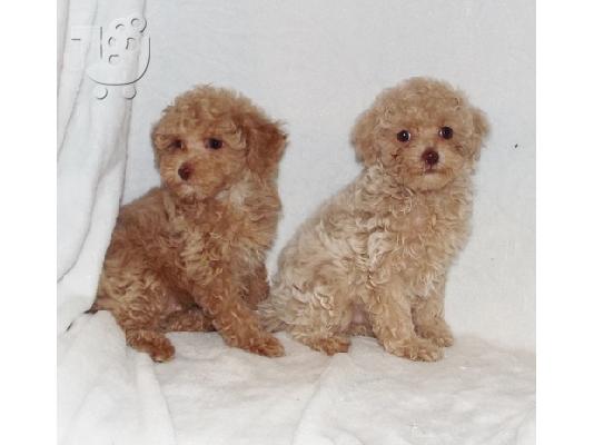 PoulaTo: Όμορφη κουτάβια Poodle παιχνιδιών
